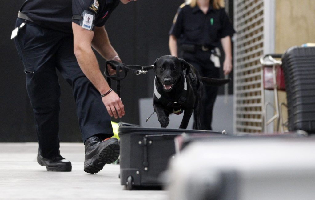 Auckland likely entry point for drugs The News